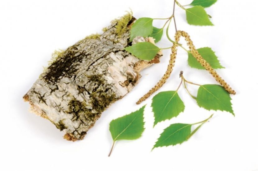 abedul blanco - elemento de la composición de Keramin